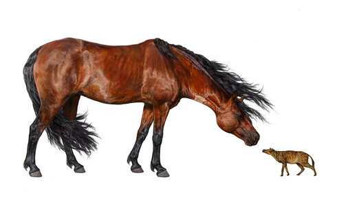 Současný kůň Morgan, jehož výška se pohybuje mezi 142 - 152 cm, se na ilustraci dotýká prehistorického koně Sifrhippus sandrae, který byl velký asi jako dnešní kočka.