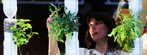Foto: Windowfarms