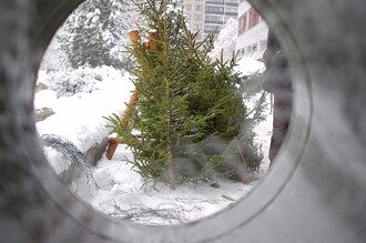  Smr�ky z krkono�sk�ch les� se budou prod�vat jen dva dny ve Vrchlab�.