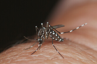Komár tygrovaný (Aedes albopictus)