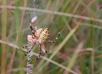 K�i��k pruhovan� (Argiope bruennichi) je p�vodem subtropick� pavouk z oblasti St�edomo��, kter� v�ak vlivem zm�ny klimatu zdom�cn�l tak� v �esk� republice