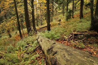 „Ochrana biodiverzity v lesích je dnes otázka politická,“ říká 
Tomáš Vrška z VÚKOZu. Na fotografii les v úbočí Kotle v Krkonoších.