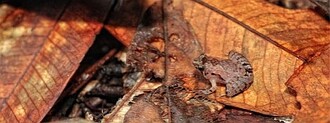 Máme tě! Žába 
Microhyla nepenthicola