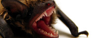 Foto: Furryscaly Flickr