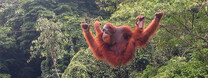 
Orangutan. Foto: Tbachner / Wikimedia Commons