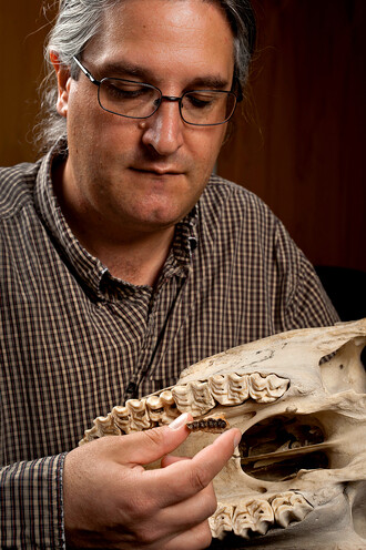 Výzkumník Jonathan Bloch z Florida Museum of Natural History srovnává horní čelist prehistorického koně s čelistí moderního koně
