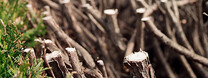 Sest��han� �iv� plot Foto: Bob MacCallum / Flickr.com