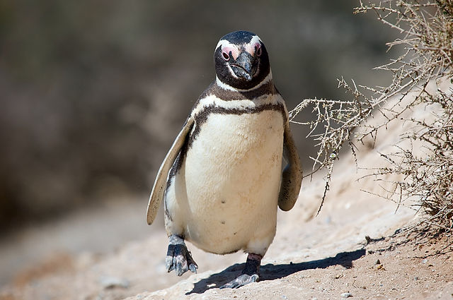 Argentinská kolonie tučňáků hostí rekordních víc než milion ptáků - Ekolist.cz