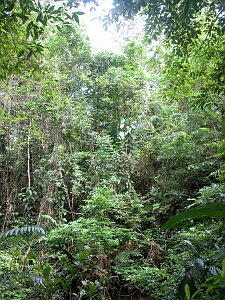 Výsledek obrázku pro indonésie lesy