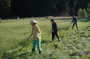 -Foto: archiv ČSOP Kněžice – Z loňského mezinárodního workcampu – kosení Urbánkova palouku.-