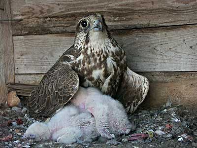 -Foto Ochrana dravcov na Slovensku: Sokol rároh (Falco cherrug)-
