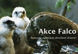 - Akce Falco (raroh velký; foto: Josef Ptáček) -