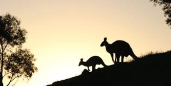 -foto: Animal Liberation-