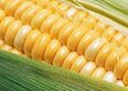 - kukuřice -