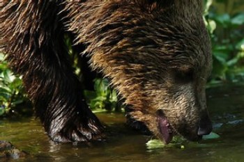 -Foto Karel Brož: Medvěd hnědý-