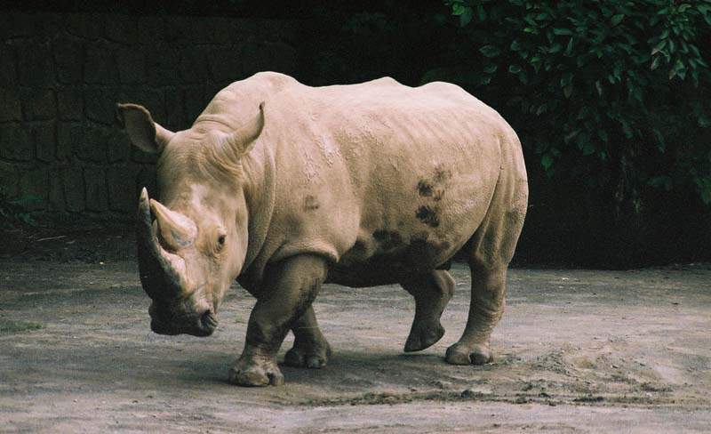 -foto: lev.panthera-leo.org-