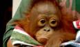 -Copyright ©2006 Borneo Orangutan Survival Foundation UK-