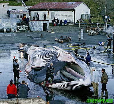 -Hvalfjörour Island © Greenpeace / Axelsson -