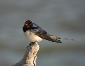 -Lastovička domová, foto: Birdlife Slovensko-