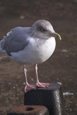 -foto: Freefoto.com-
