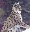 -Rys ostrovid (Lynx lynx)-