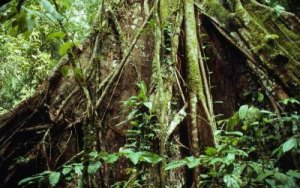 -Gunung Leuser Reserve, Sumatra/Foto WWF-Canon/Paul S. Sochacewski-
