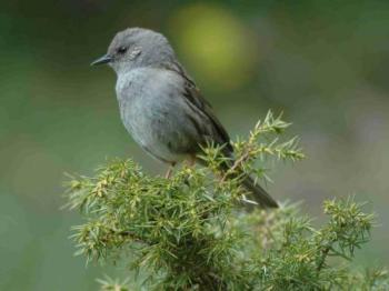 -foto: Slovenská ornitologická spoločnosť / BirdLife Slovensko -