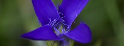 Hořec brvitý Foto: Vojtěch Blažek iNaturalist.org - Česká botanická společnost