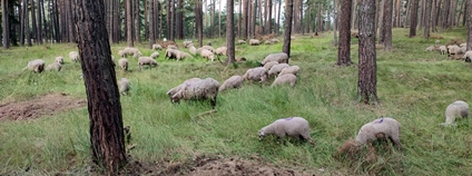 Pastva v borovém lese na Podblanicku je podívaná takřka unikátní. Foto: Jan Gál ČSOP Vlašim