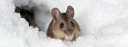 myšice křovinná Foto: Hanna Knutsson Flickr