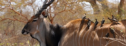 Antilopa Derbyho Foto: Antelope Conservation