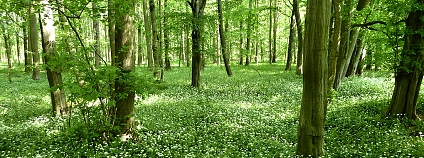 Lužní les v Litovelském pomoraví Foto: Dr. Killer Wikimedia Commons