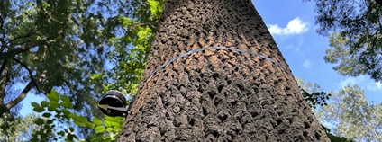 Pohled do koruny jasanu s instalovaným dendrometrem. Foto: Mendelova univerzita v Brně