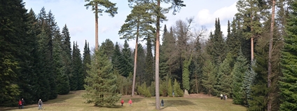 Arboretum Řícmanice Foto: Lasy Wikimedia Commons