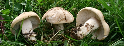 Čirůvka májovka Foto: User:Strobilomyces Wikimedia Commons Čirůvka májovka Foto: User:Strobilomyces Wikimedia Commons
