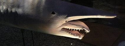 Žralok šotek [0] Wikimeda Commons