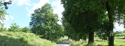 Kvasice, lipo-jírovcová alej podél silnice k Novému dvoru Foto: Palickap Wikimedia Commons