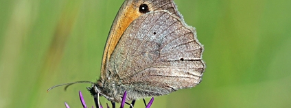 Okáč luční Foto: Charles J. Sharp Wikimedia Commons
