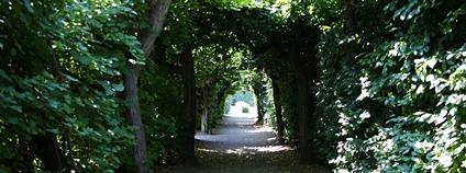 Stromové loubí v Květné zahradě v Kroměříži Foto: Wikimeda Commons
