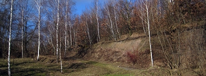 Přírodní památka Cihelna v Bažantnici v pražském Hloubětíně Foto: Martin Veselka Wikimedia Commons