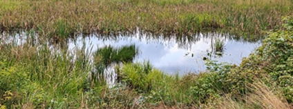 PP Trhovokamenické rybníky - Zadní rybník Foto: Petr1888 Wikimeda Commons