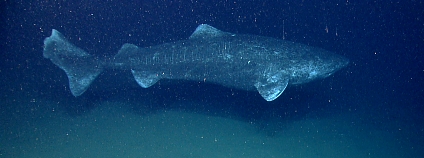 Žralok malohlavý, též žralok grónský Foto: NOAA Photo Library Flickr