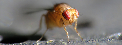 Drosophila immigrans Foto: John Tann Flickr