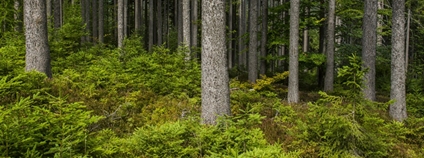 Interiér krkonošského lesa Foto: Kamila Antošová Správa KRNAP