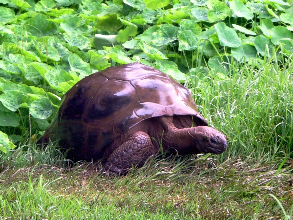 Na ostrově Svaté Heleny slaví nejstarší želva na světě 190. narozeniny