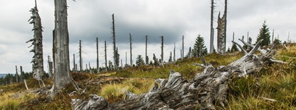 Krkonoše Foto: Kamila Antošová Správa KRNAP