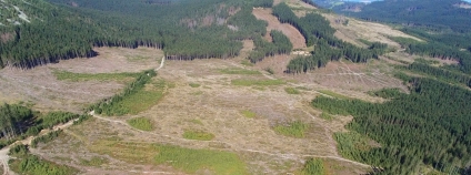 Výjimky udělené Správou CHKO umožňují plošné vytěžení horských lesů v 1. a 2. zónách, včetně starých porostů. Snímek ukazuje stav na území 2. zóny CHKO v oblasti Koberštejna a Staré hory.