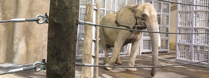 Safari park má novou slonici z Vídně Foto: Zuzana Boučková Safari Park Dvůr Králové Safari park má novou slonici z Vídně Foto: Zuzana Boučková Safari Park Dvůr Králové