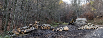 Kácení bučin v Horním Jiřetíně Foto: Petr Zewlakk Greenpeace Kácení bučin v Horním Jiřetíně Foto: Petr Zewlakk Greenpeace