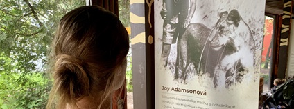 Safari park Dvůr vystavuje ilustrace Joy Adamsonové Foto: Michal Šťastný/Safari Pak Dvůr Králové Safari park Dvůr vystavuje ilustrace Joy Adamsonové Foto: Michal Šťastný/Safari Pak Dvůr Králové